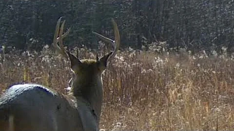 This buck was a suprise! 2025 Michigan firearm season. #hunting #deerhunting #bigbucks #michigan