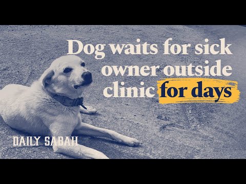 Dog waits for sick owner outside Turkish hospital for 14 days