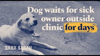 Dog waits for sick owner outside Turkish hospital for 14 days