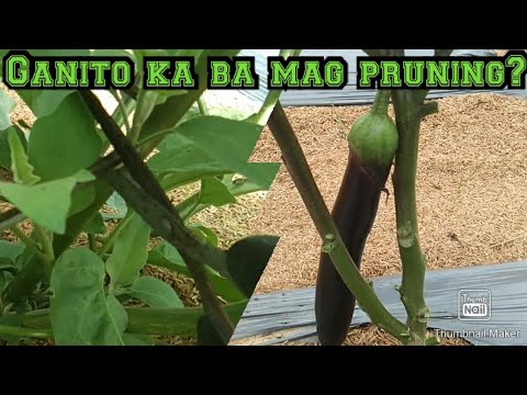 HOW TO PRUNE EGGPLANT(Paano mag pruning ng talong)