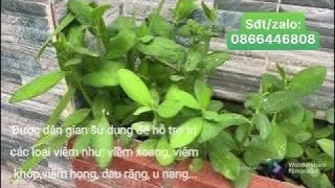 Lưu ý khi dùng Cây thạch anh.