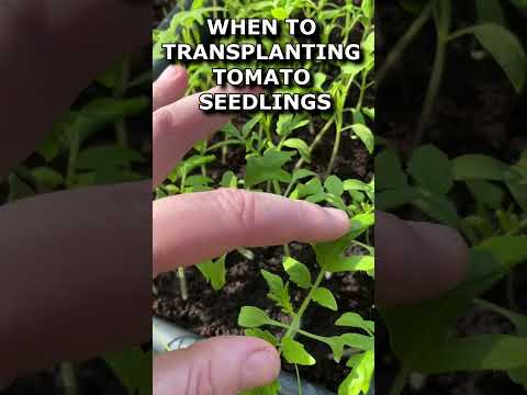WHEN TO TRANSPLANTING