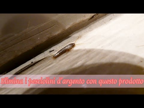 Video: Cosa fanno i pesciolini d'argento?