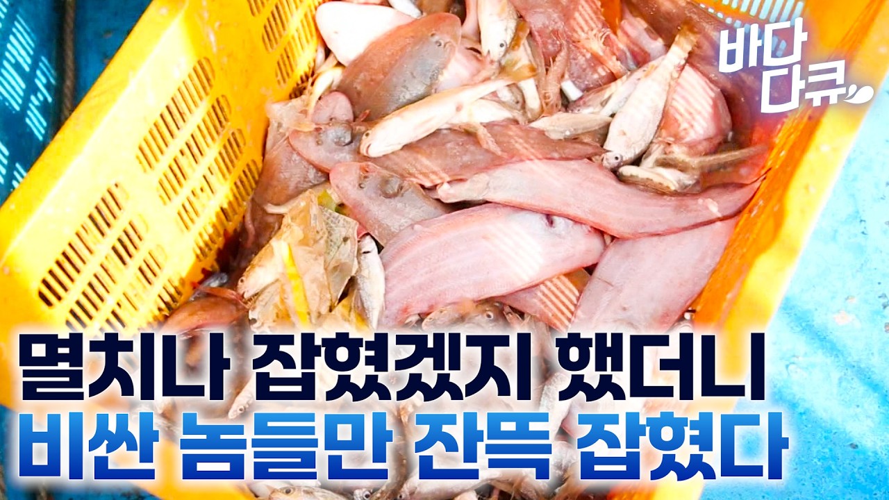 첫 그물에 생선떼 잡은 줄 알았더니 애써잡은 고기를 다 버린다 / 한때 일 년에 3억 원도 벌었다는 멸치잡이 배 / 갈치 새끼 풀치 / #바다다큐