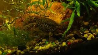 Marbled Cray @Firehead-Q