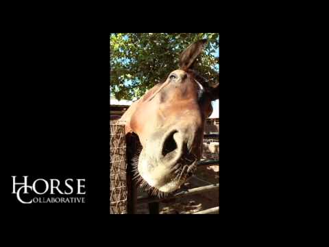 E(q)Harmony: If horses could make dating videos