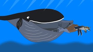 Fish Eat Fish Size Comparison Ending With Blue Whale
