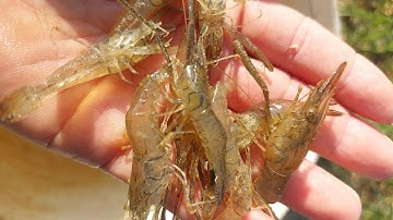 Thức ăn rẻ tiền, dễ kiếm để nuôi tôm đồng @trại-giống-hà-nam