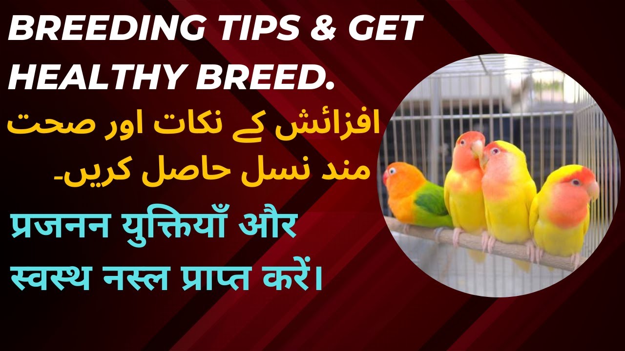 Breeding Tips 