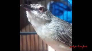 Cigun Gacor Suara Mesin Jahit Mantap Buat Mastering