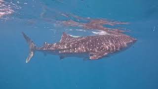 Whale Shark Watching