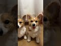 あの子に会いたい！願いを叶える羊毛作品#ハンドメイド #わたわたペット #愛犬そっくり #コーギー#ペットロス#羊毛フェルト #needlefelting