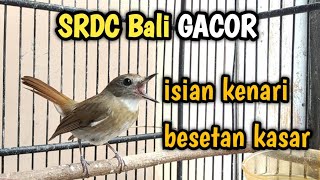 SRDC BALI GACOR ISIAN KENARI BESETAN KASAR || Sikatan Rimba Dada Coklat Gacor Dor