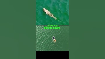Breaststroke Swimming Perfect 😍 Bơi Ếch Chuẩn