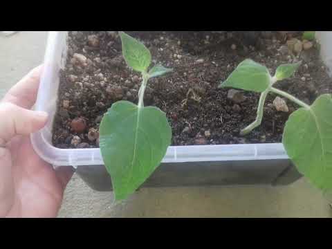 Video: Tomatillos beschneiden - Kann ich eine Tomatillo-Pflanze beschneiden?