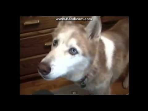 Video: Föreställ Dig En Värld Där Hundar Kunde Prata