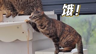 [CC SUB] How hard did Lang Cat adapt to indoor life?