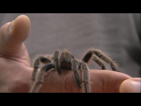 Βίντεο: Πώς κυνηγούν οι αράχνες