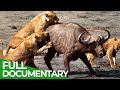 Predator's Playground: Life & Death Battles 🐾
