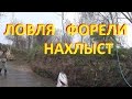 Форель.  Ловля ручьевой форели.