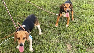 Gunner and Star 6/22/23 @ Lake City Beagle Club