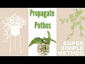 How to Propagate A Pothos Plant Using The Water Technique. Super Simple Method of Propagating Plants