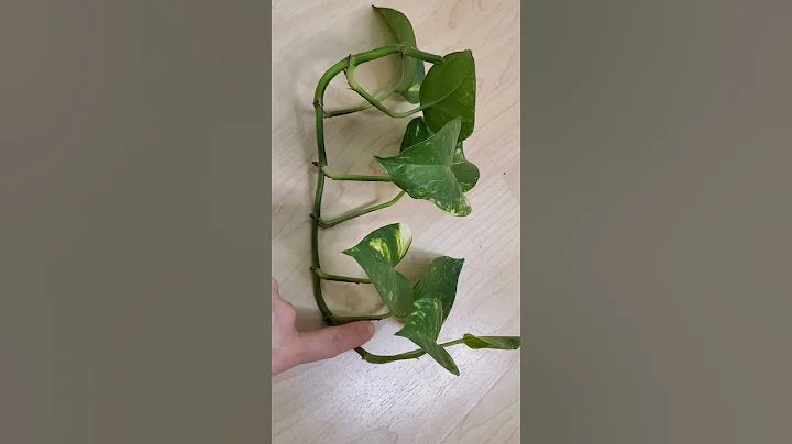 How to Propagate A Pothos Plant Using The Water Technique. Super Simple Method of Propagating Plants - DayDayNews