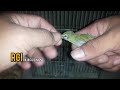 Harga Burung Pleci Gacoran 100 rb di bungkus kertas