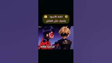 القط الأسود يحاول ندف الدعسوقة ميراكلس الدعسوقة والقط الاسود 