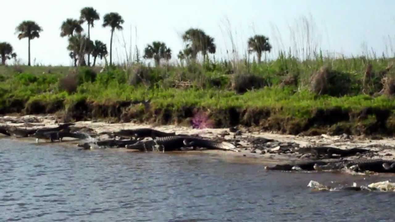 Are There Alligators In The St Johns River?