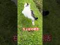 ちょぱの朝活ダッシュ💨 #びびちょぱ #猫ダッシュ #catsdash #cats #猫 #ネコ #ねこ