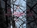 1000-watt laser barrier clearer to cut branches #laserigniter #automobile #automotivetools