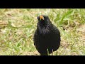 Звуки птиц: обыкновенный скворец