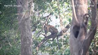 Leopard finds a very cool spot on a tree to clean at Rajaji Tiger Reserve #leopard #bigcat #bigcats