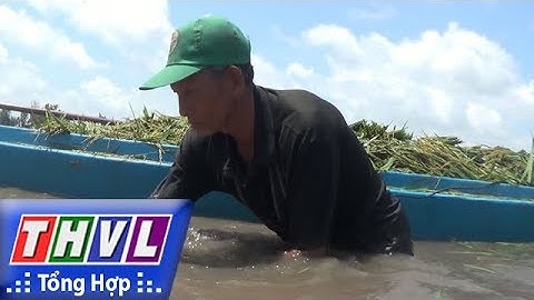 THVL | Vỡ đê tạm ở An Giang, hơn 100 ha lúa chìm trong biển nước