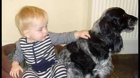 The life and times of Sweep the dog.
