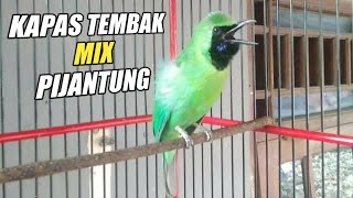 BONGKAR ISIAN KAPAS TEMBAK MIX PIJANTUNG | CUCAK IJO TEMBAKAN TAJAM