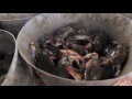 view Ecosystems on the Edge: Blue Crabs in Peril digital asset number 1