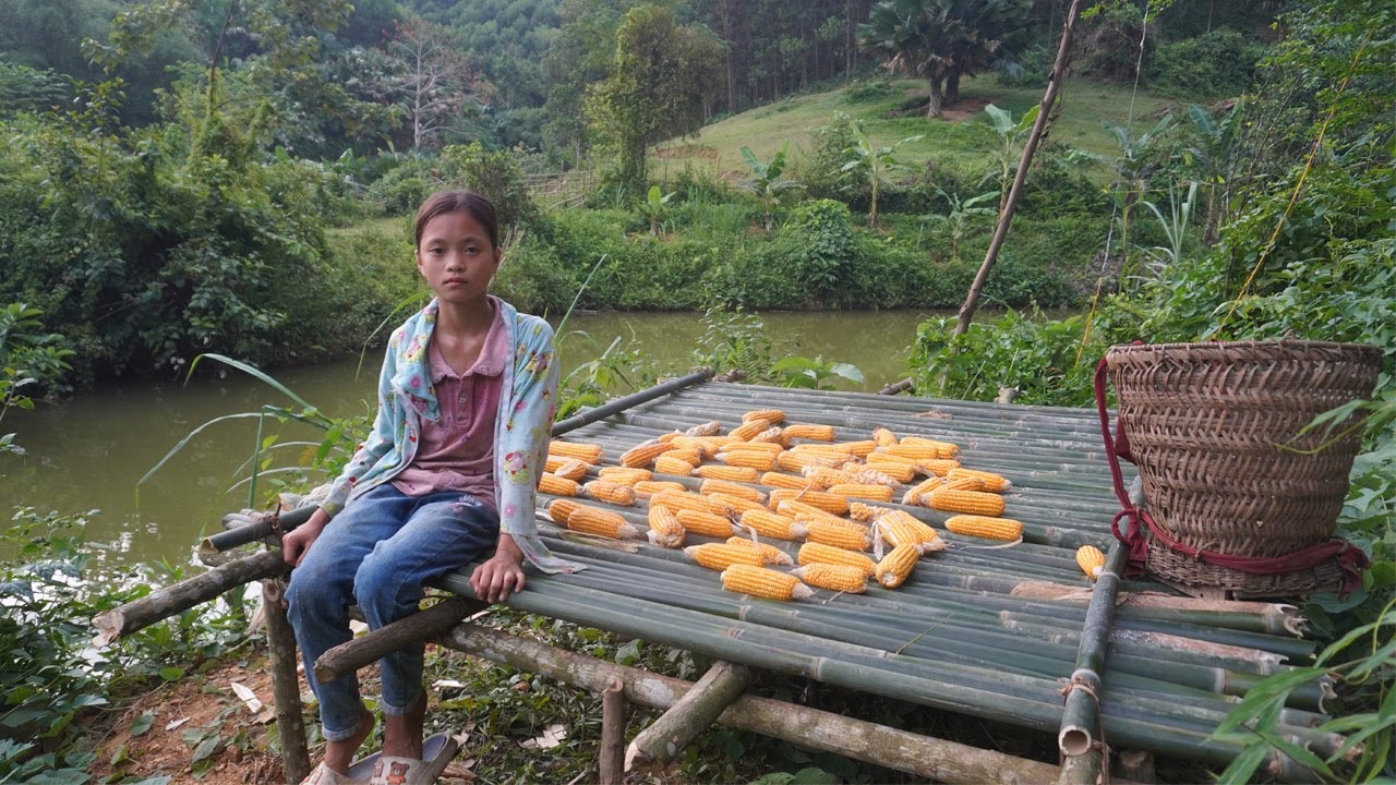 Orphan Life - Harvesting bamboo tree and make a floor for drying corn ...