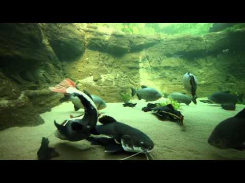 Video: Das Aquarium 