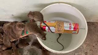 Super Armadilha de rato com tanque de plástico 🐀 Melhor ratoeira do mundo!