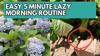 Easy 5 Minute Lazy Morning Routine That Saves Wilting Hydrangeas | Hydrangea Care | Watering Tips