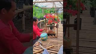 packing bunga kertas bougenville #shorts