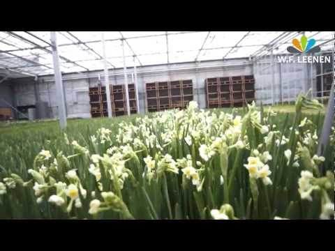 Video: Narcissen