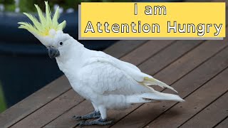 11 (New) Cockatoo Facts You Didn't Know [Must Check #3]