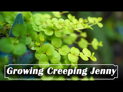 Video: Creeping Jenny Plant Info - How To Grow Creeping Jenny In The Garden