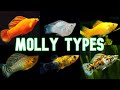 Molly Types & Colors | Over 30!!
