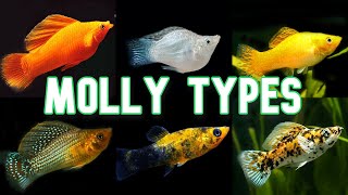 Molly Types & Colors | Over 30!! by The Aquatic Coder 34,508 views 1 year ago 17 minutes