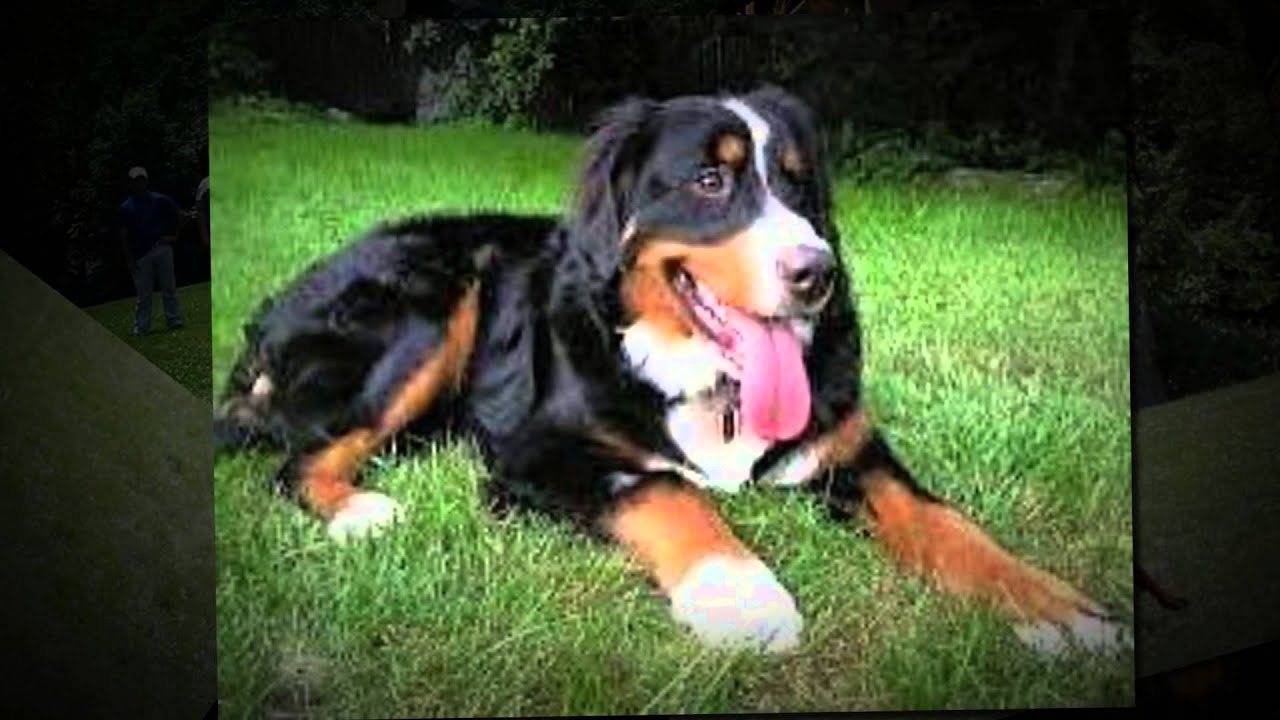 Dog Training Bergen County YouTube