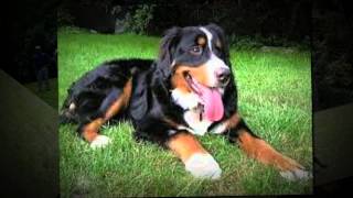 Dog Training Bergen County